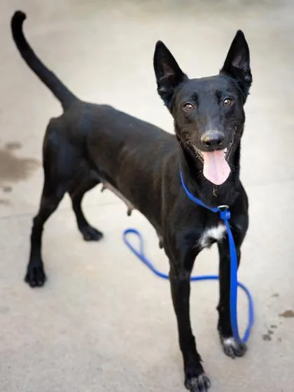 An adult large-sized female Mixed Breed dog named Sweet Potato for adoption in Chamblee, GA