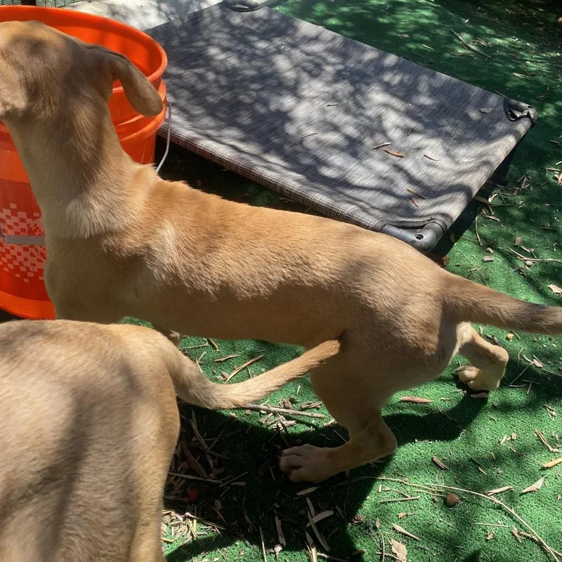 A baby small-sized female Brown / Chocolate Hound dog named Shorty for adoption in Escondido, CA