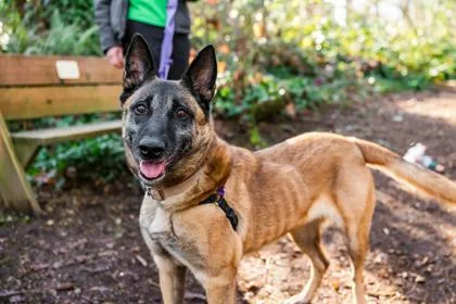An adult large-sized female Belgian Shepherd / Malinois dog named Bella for adoption in Vancouver, WA