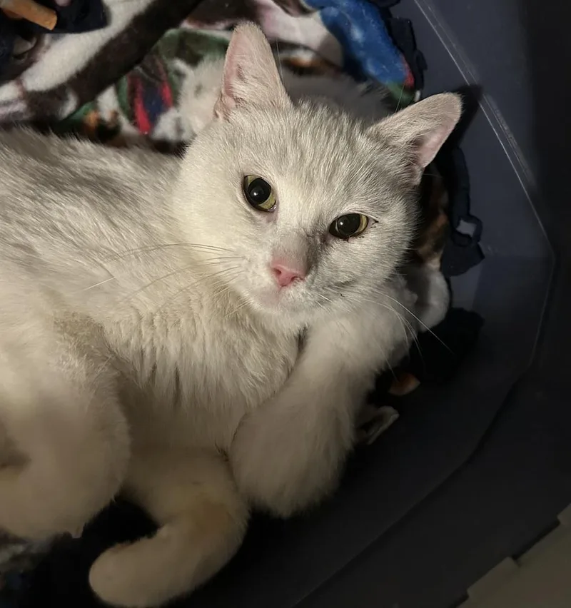 A young medium-sized female White Domestic Short Hair cat named Tilda for adoption in Wheaton, IL