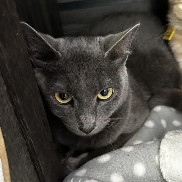 An adult medium-sized female Gray / Blue / Silver Russian Blue cat named Priscilla Sweet and for adoption in Hoquiam, WA