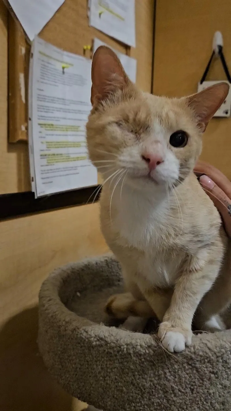 A young medium-sized male Orange & White Domestic Short Hair cat named Mario for adoption in Sudbury, MA