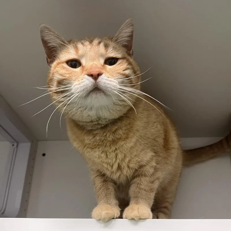 An adult medium-sized female Orange / Red Domestic Short Hair cat named MayBell for adoption in Albert Lea, MN