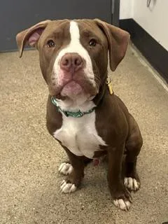 A young medium-sized male Brown / Chocolate Pit Bull Terrier dog named Royal Donut for adoption in Cleveland, OH