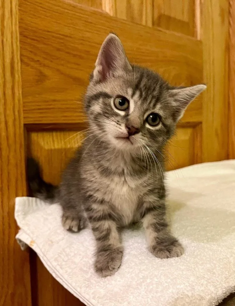 A baby small-sized female Gray / Blue / Silver Domestic Short Hair cat named Leah for adoption in Dorr, MI