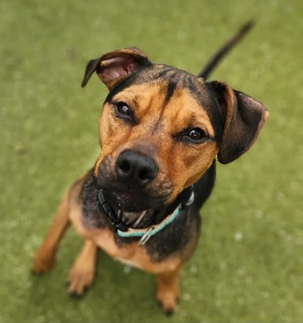 A young medium-sized female Pit Bull Terrier dog named Honey for adoption in Austin, TX