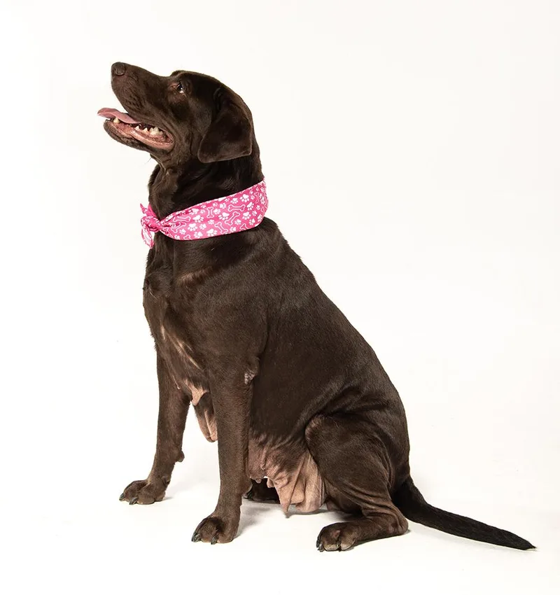 An adult large-sized female Brown / Chocolate Chocolate Labrador Retriever dog named Flossie for adoption in Cookeville, TN