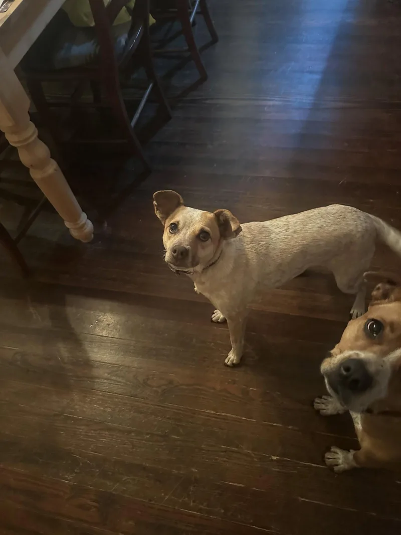 An adult medium-sized female Australian Cattle Dog / Blue Heeler dog named Lucy for adoption in Thorndale, TX
