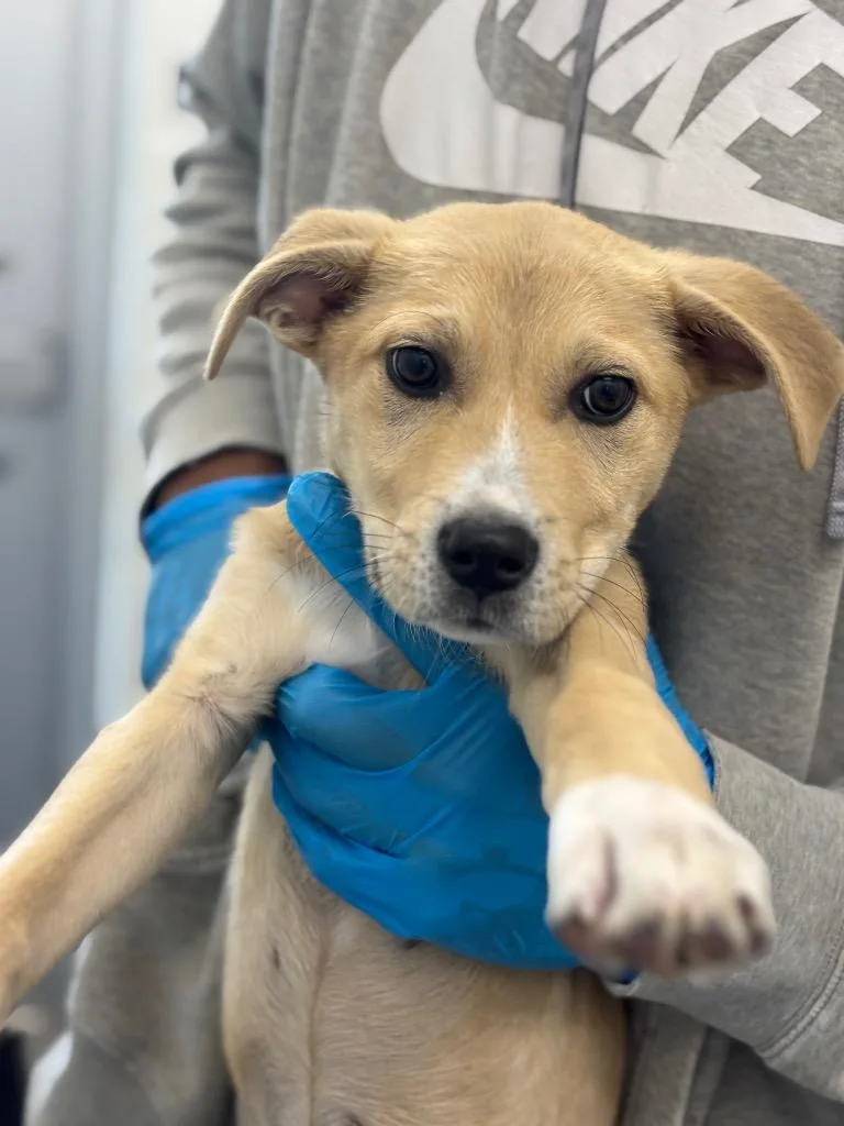 A baby medium-sized female Mixed Breed dog named Dahlia for adoption in Oxford, NC