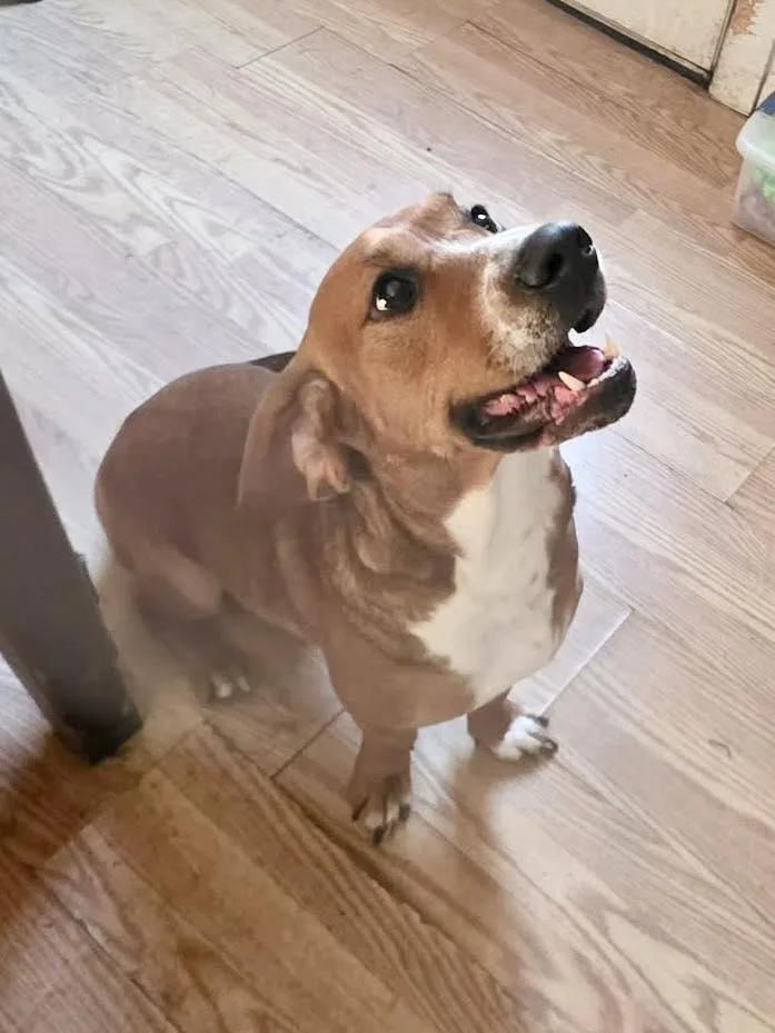 An adult medium-sized female Tricolor (Brown, Black, & White) Basset Hound dog named Ginger for adoption in Millerstown, PA