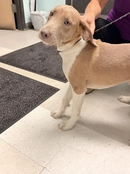 A baby medium-sized male Mixed Breed dog named Casper for adoption in Mobile, AL