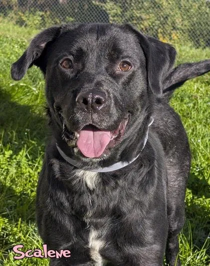 An adult large-sized female Labrador Retriever dog named Scalene for adoption in Mason, MI