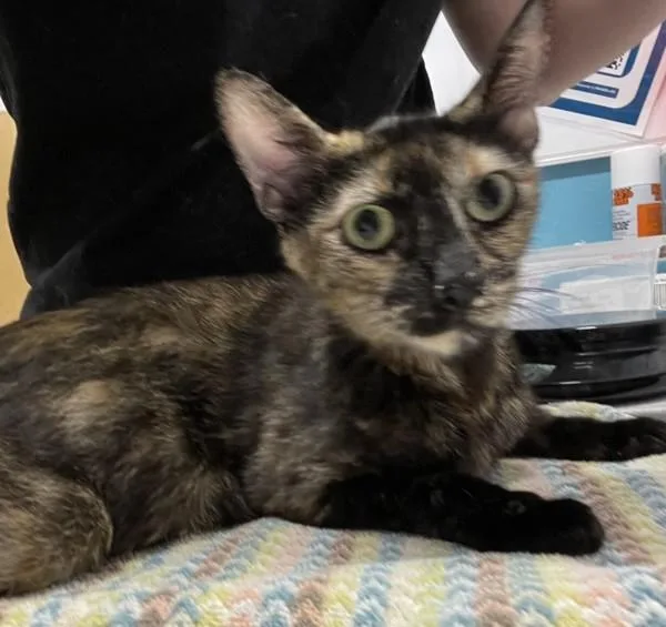 An adult small-sized female Domestic Short Hair cat named Sequoia for adoption in Escondido, CA