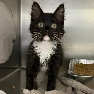A baby small-sized female Domestic Short Hair cat named Pepper for adoption in Cumming, GA