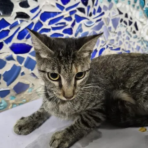 A young medium-sized female Domestic Short Hair cat named Merriweather for adoption in Pensacola, FL