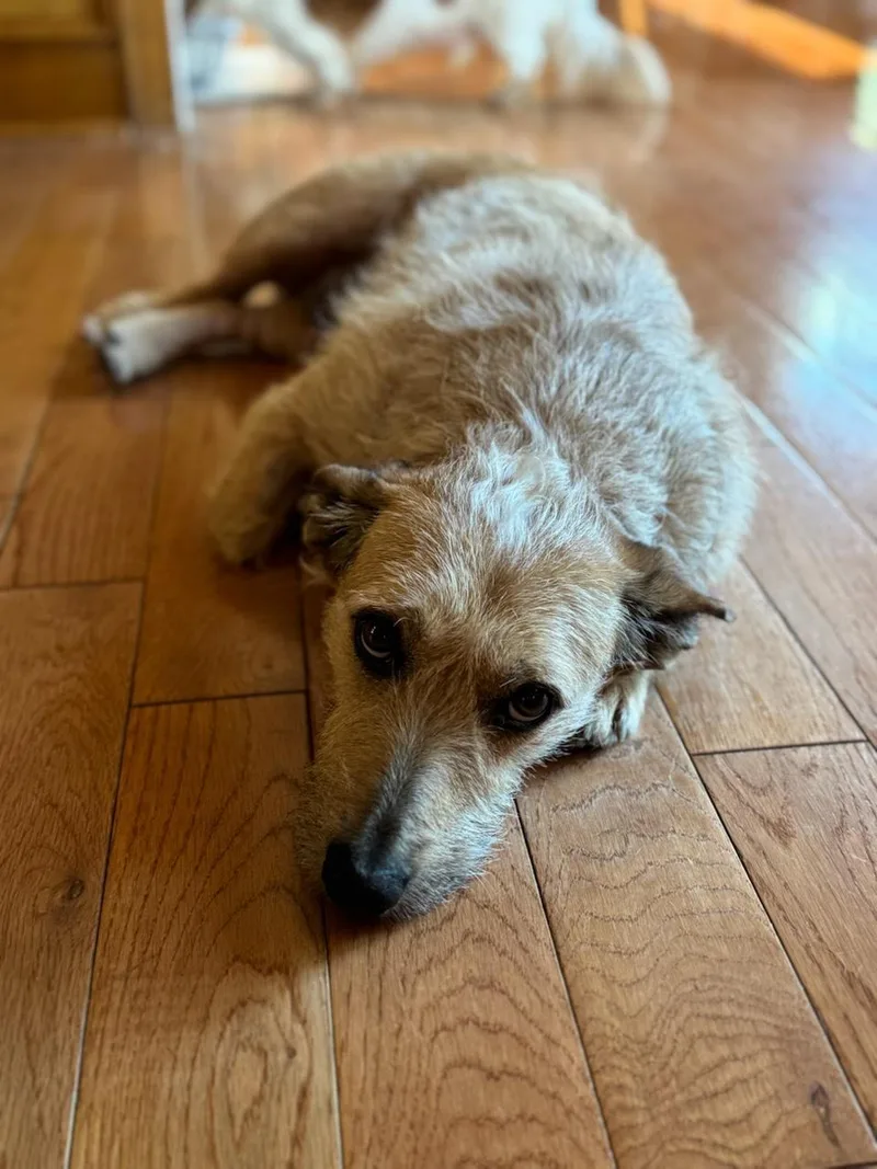 An adult small-sized female Yellow / Tan / Blond / Fawn Wirehaired Terrier dog named Bunny for adoption in Blue Springs, MO