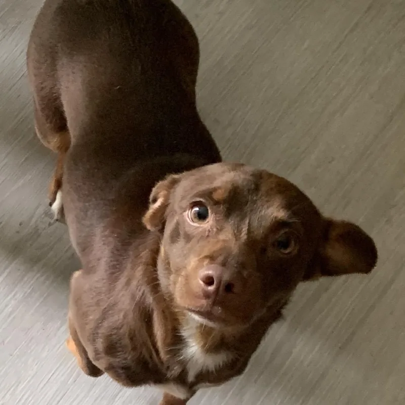 A young small-sized female Dachshund dog named Ginger for adoption in Portage, MI