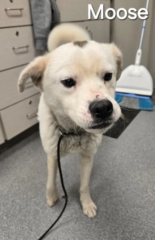 Moose Yrly thumbnail 2