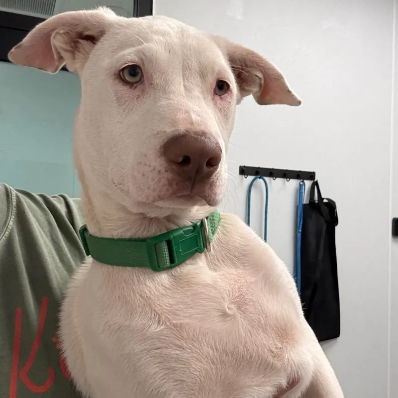 A baby medium-sized male White / Cream Great Dane dog named Isaac for adoption in Abilene, TX