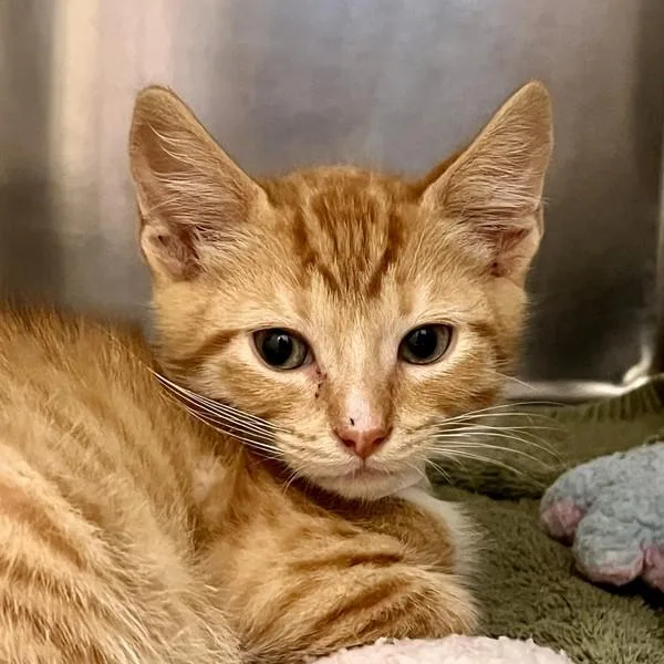 A baby small-sized male Domestic Short Hair cat named Prance for adoption in Walnut Creek, CA