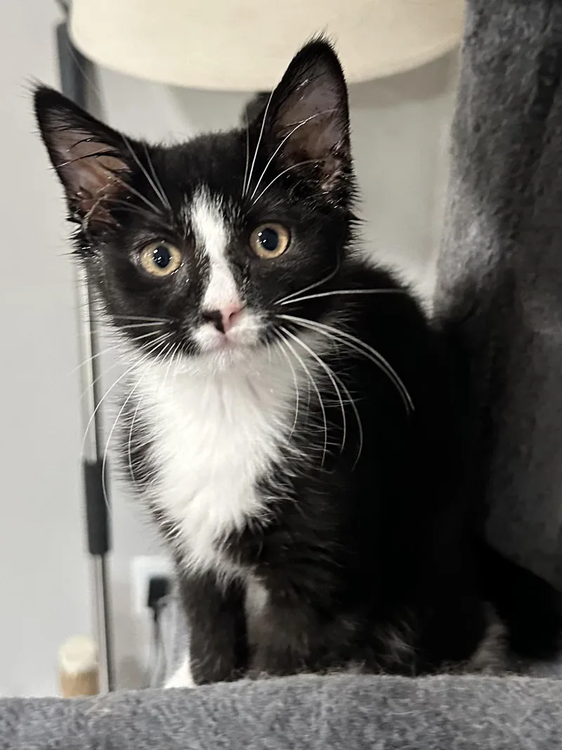 A baby medium-sized male Black & White / Tuxedo Domestic Short Hair cat named Doublestuff for adoption in Elkton, MD