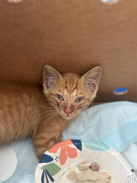 A baby medium-sized female Domestic Short Hair cat named Reeses for adoption in Dallas, TX