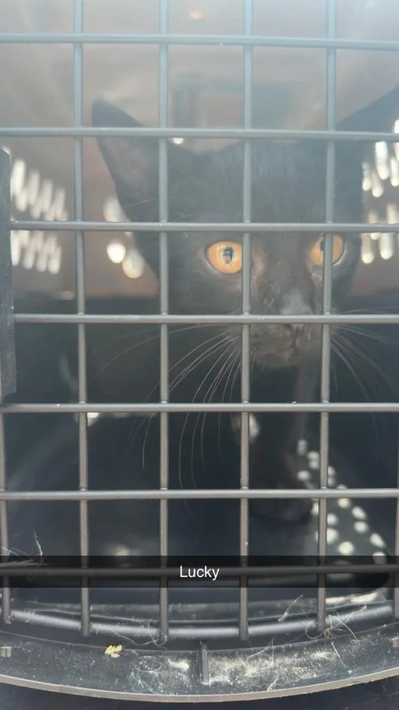 A baby small-sized male Domestic Short Hair cat named Grimoire for adoption in Greensburg, IN