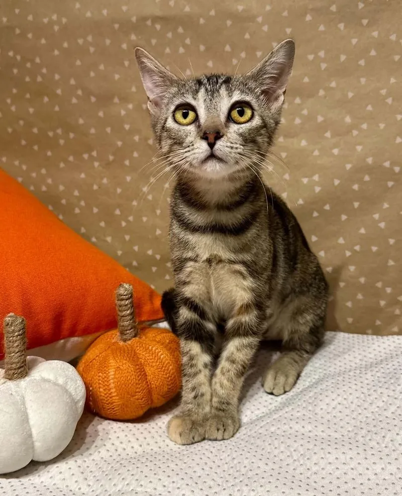 A baby small-sized female Domestic Short Hair cat named Radish for adoption in Groveland, MA