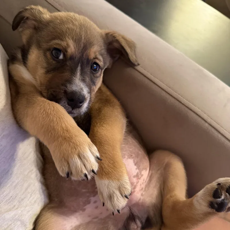 A baby medium-sized female Brown / Chocolate Hound dog named Mead for adoption in Chattanooga, TN
