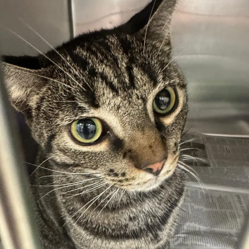 A young medium-sized male Gray / Blue / Silver Domestic Short Hair cat named Zuu for adoption in Auburn, AL