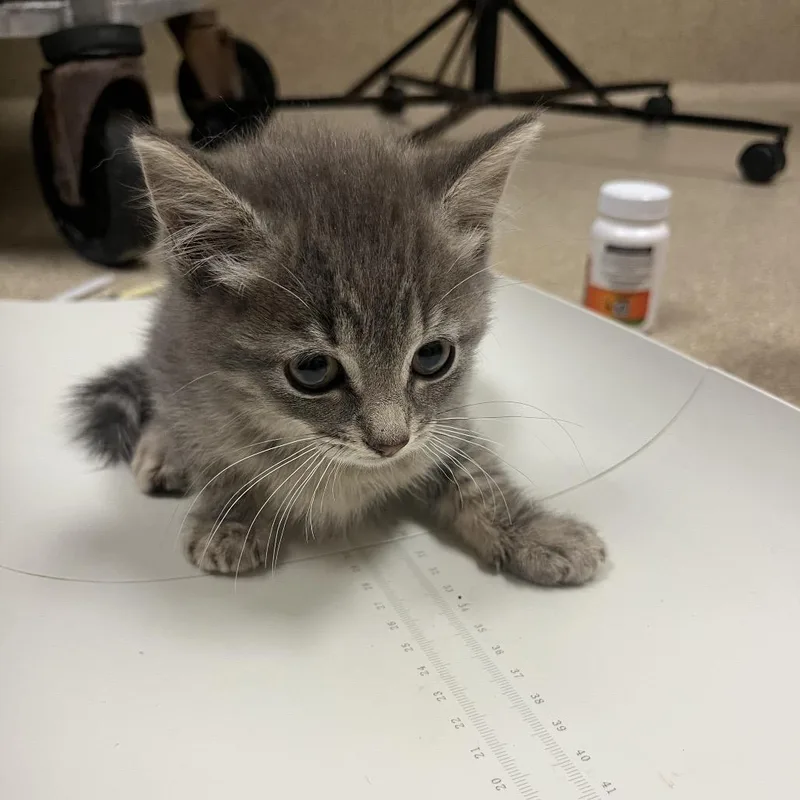 A baby small-sized male Gray / Blue / Silver Domestic Short Hair cat named Dusty for adoption in Bristol, IN