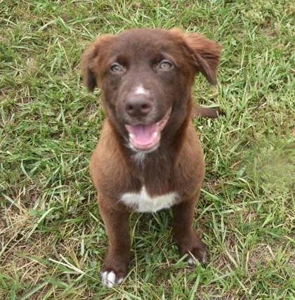 A young medium-sized male Labrador Retriever dog named Tamlin for adoption in Inverness, FL