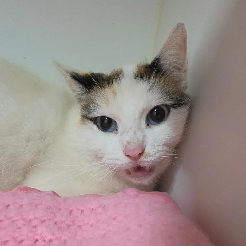 An adult small-sized female White Domestic Short Hair cat named Paisley for adoption in Jefferson city, TN