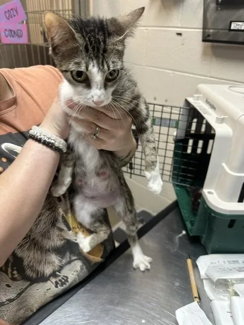 A young large-sized female Domestic Short Hair cat named Orchid for adoption in Rome, GA