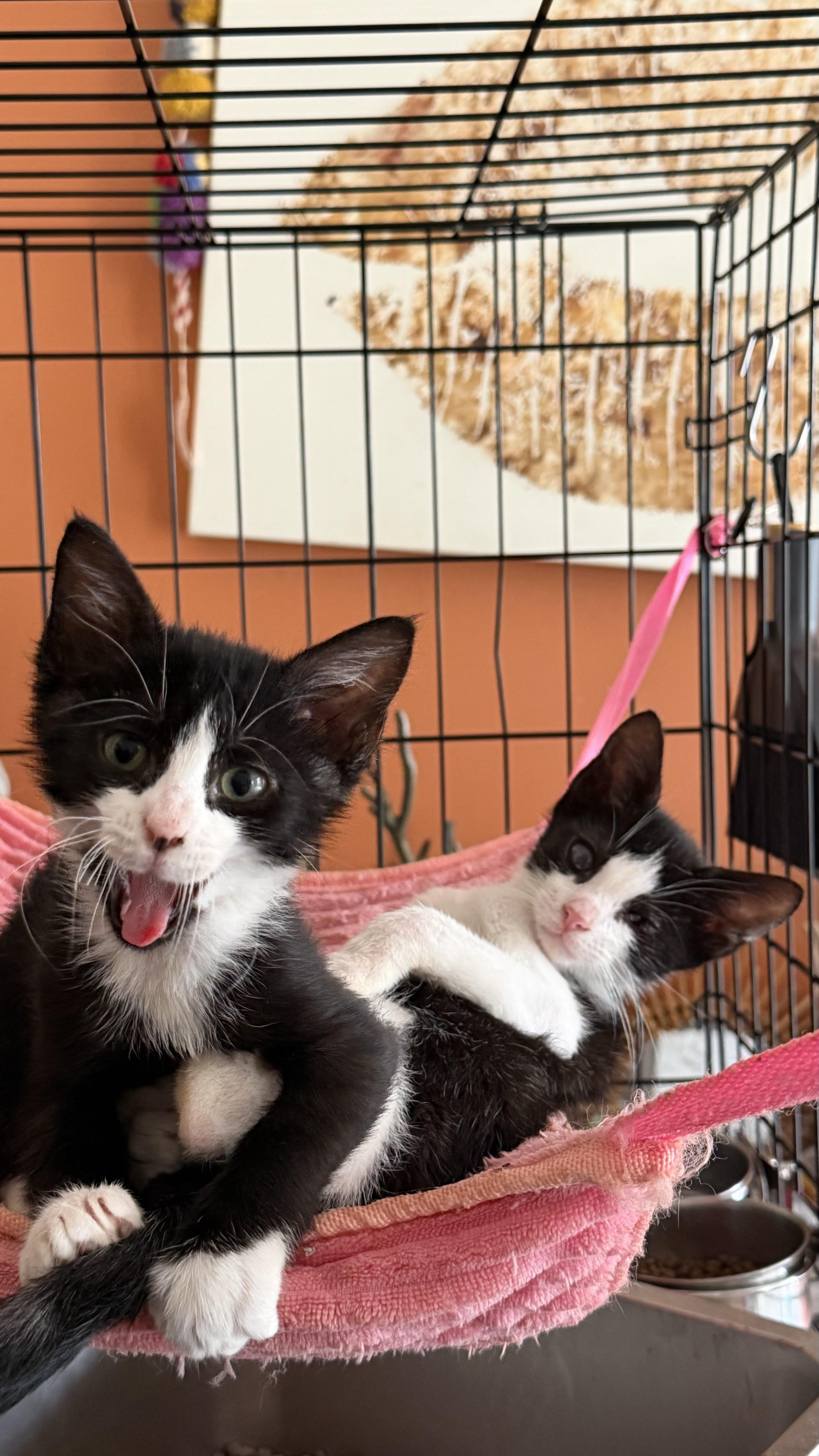 A baby small-sized male Black & White / Tuxedo Domestic Short Hair cat named Bugs and Peekaboo for adoption in Brooklyn, NY