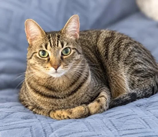 An adult medium-sized male Brown / Chocolate Domestic Short Hair cat named Tiger for adoption in Lake Monroe, FL
