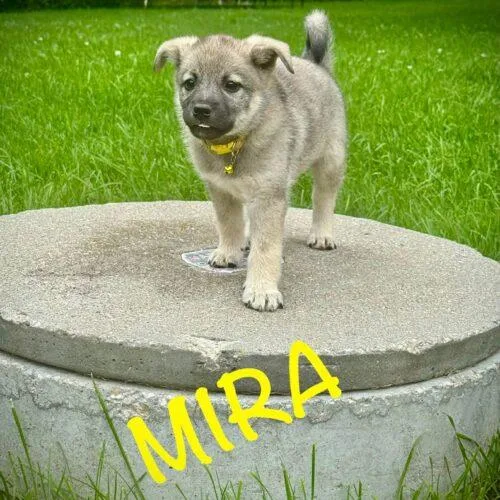 A baby small-sized female Norwegian Elkhound dog named Mira for adoption in Twin lakes, WI