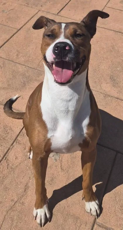 A young large-sized female Terrier dog named Poppie for adoption in Shreveport, LA