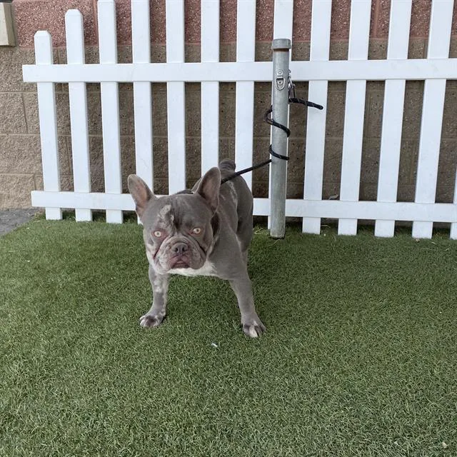 An adult medium-sized male French Bulldog dog named Merlin for adoption in Modesto, CA