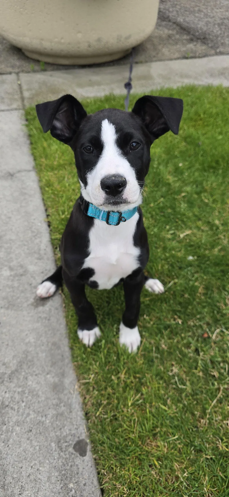 A young medium-sized female Border Collie dog named Polly for adoption in Sunnyvale, CA