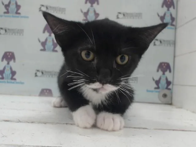A baby small-sized female Domestic Short Hair cat named Ophelia for adoption in Orlando, FL
