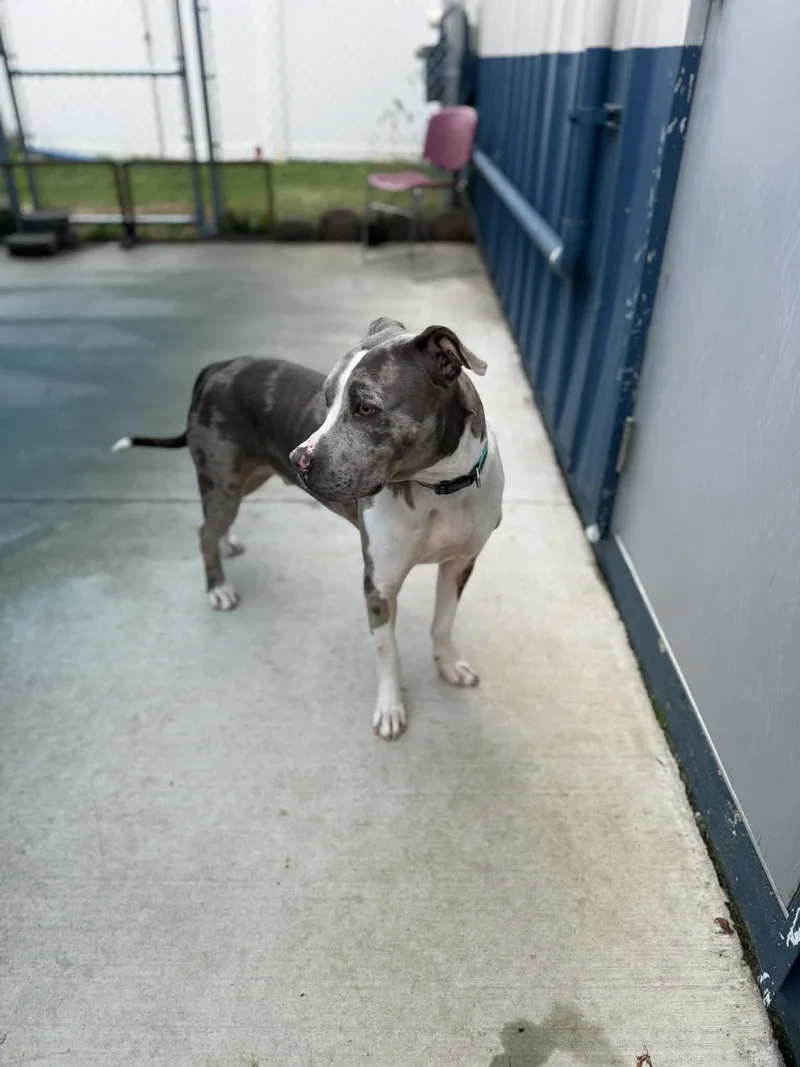 A young large-sized male Catahoula Leopard Dog dog named Patrick for adoption in Kalamazoo, MI