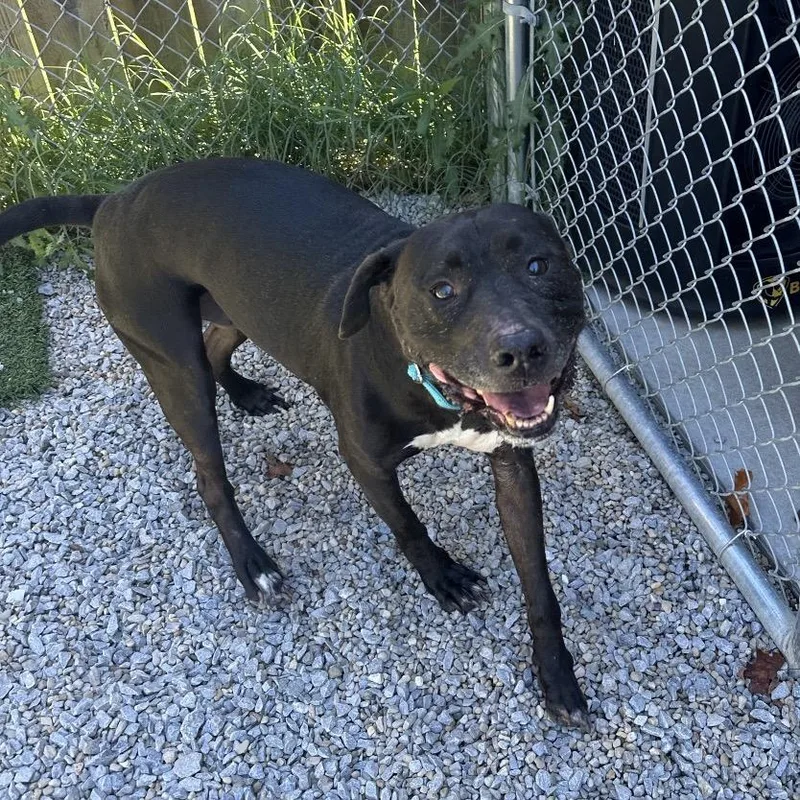 A senior large-sized male Black Mixed Breed dog named Dax for adoption in Batavia, OH