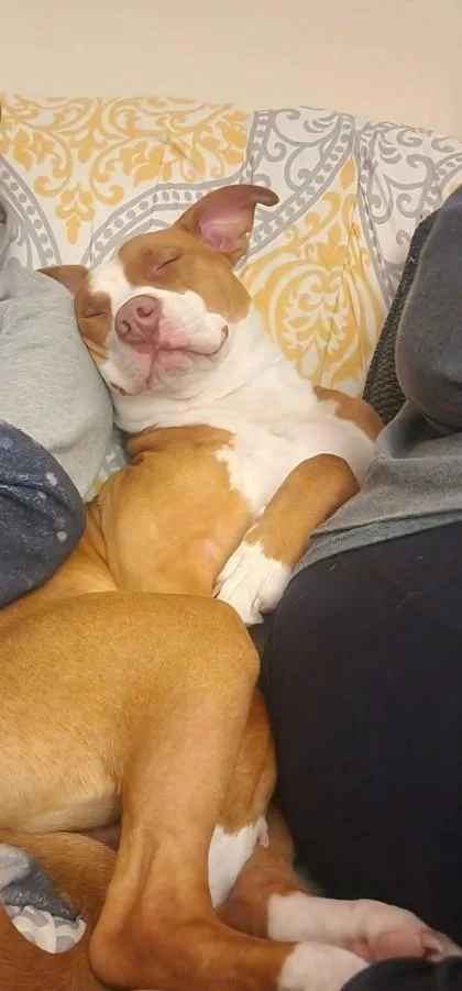 Piggy Macchiato thumbnail 2