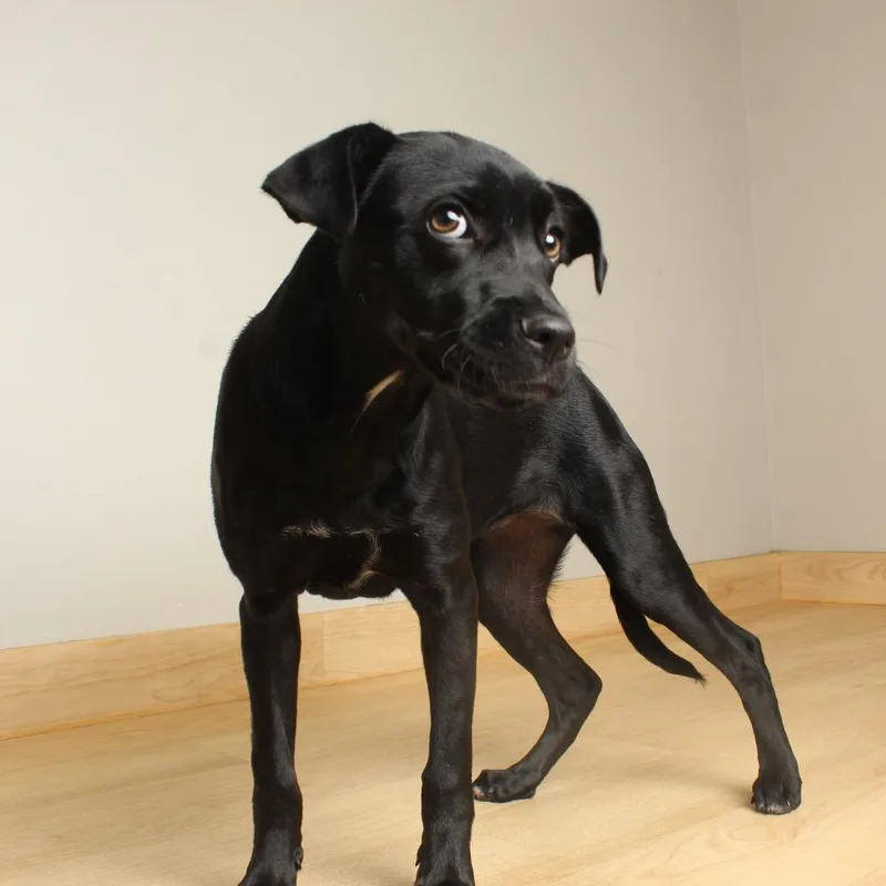 Bella Bluelight D thumbnail 3