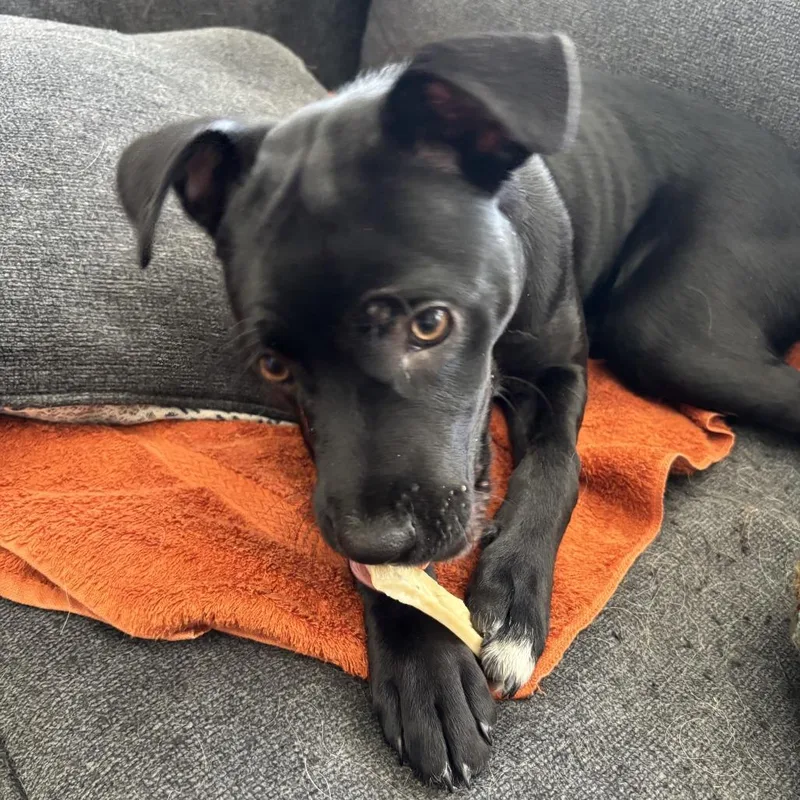 Bella Bluelight D thumbnail 4