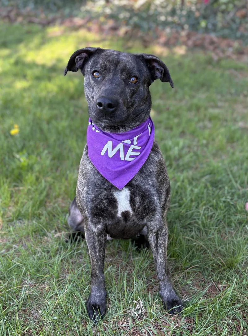 A young medium-sized female Mixed Breed dog named Katie for adoption in Spring Lake, NJ
