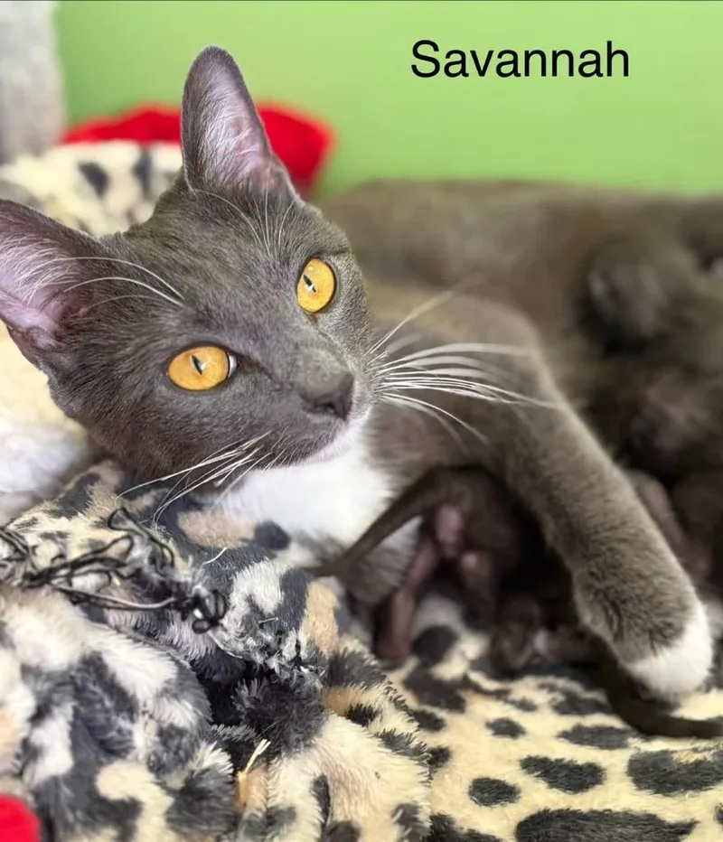 A young medium-sized female Domestic Short Hair cat named Savannah for adoption in Johnson City, TN
