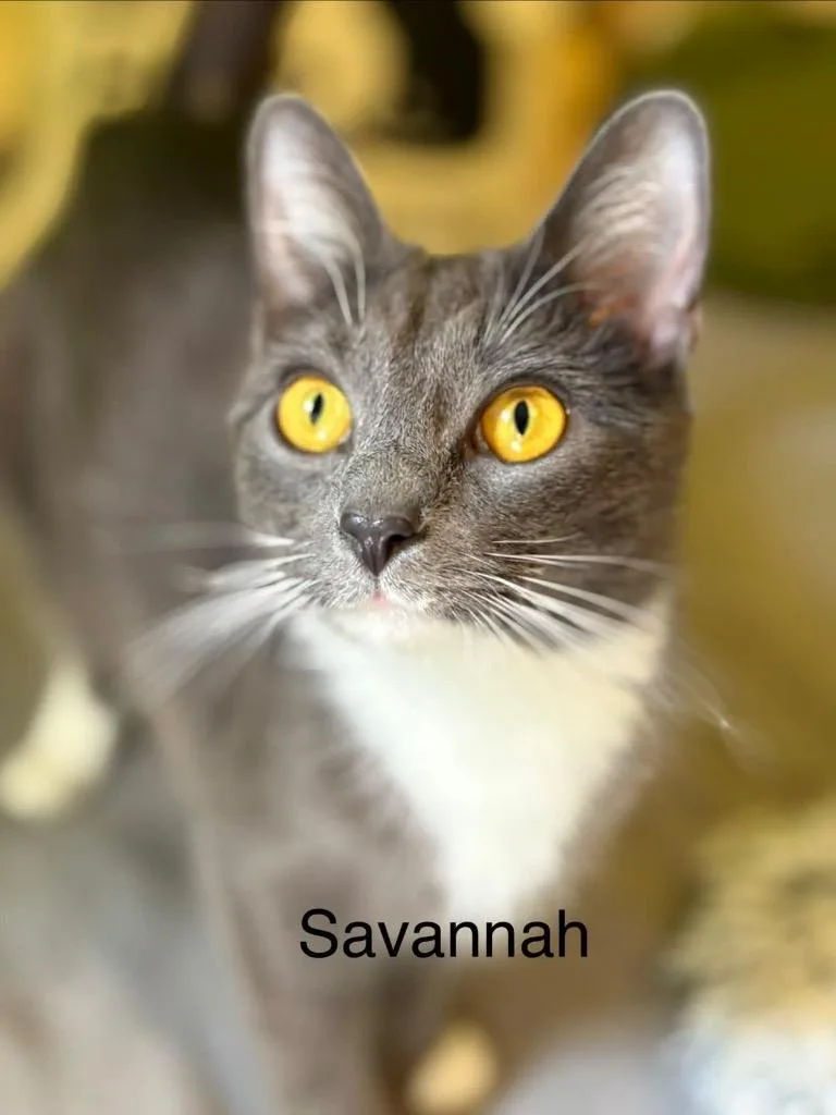 Savannah thumbnail 2