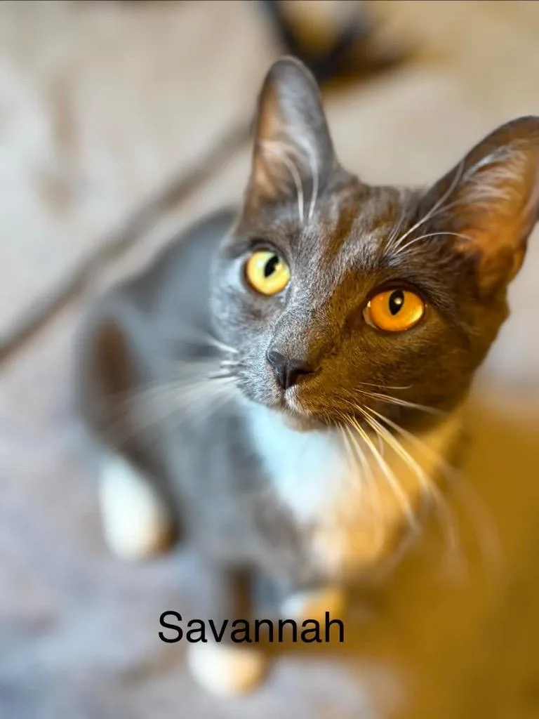 Savannah thumbnail 4